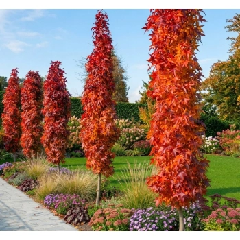 AMBROWIEC KOLUMNOWY - sadzonki 90 / 110 cm